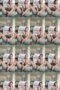 izmvreb9l33k_xt